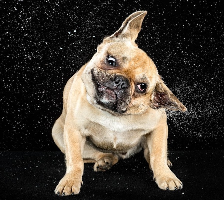 Carli Davidson dog shake photograph