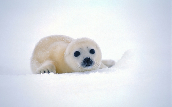 animals03