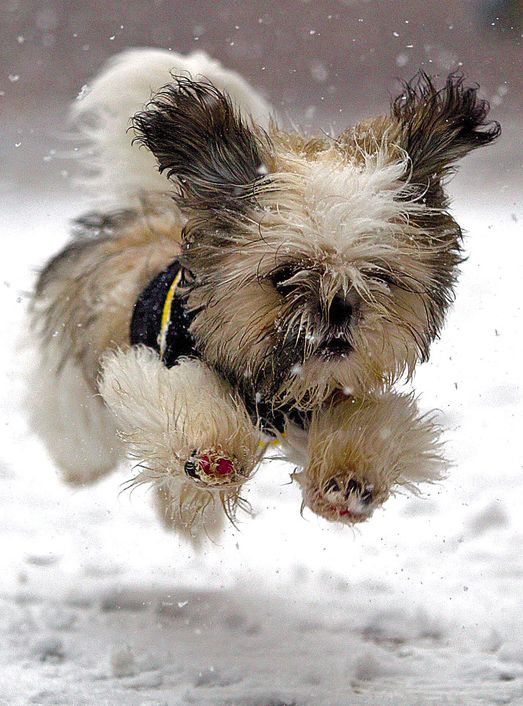 animals winter17