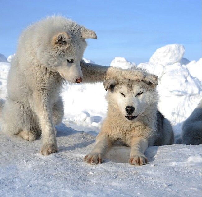 animals winter14