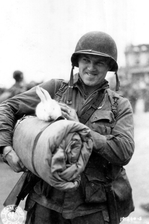 war-animals17