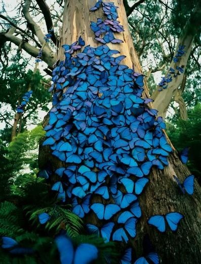 Blue lifestyle final inspiration