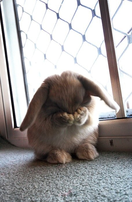 Lop-eared rabbit covering its face with both paws by a window