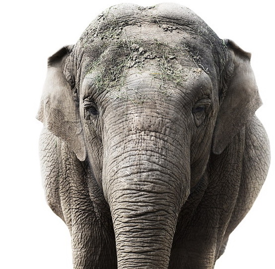 Elephant portrait by Morten Koldby