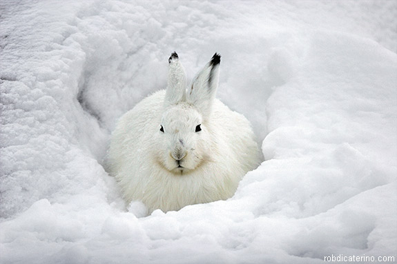 animals04