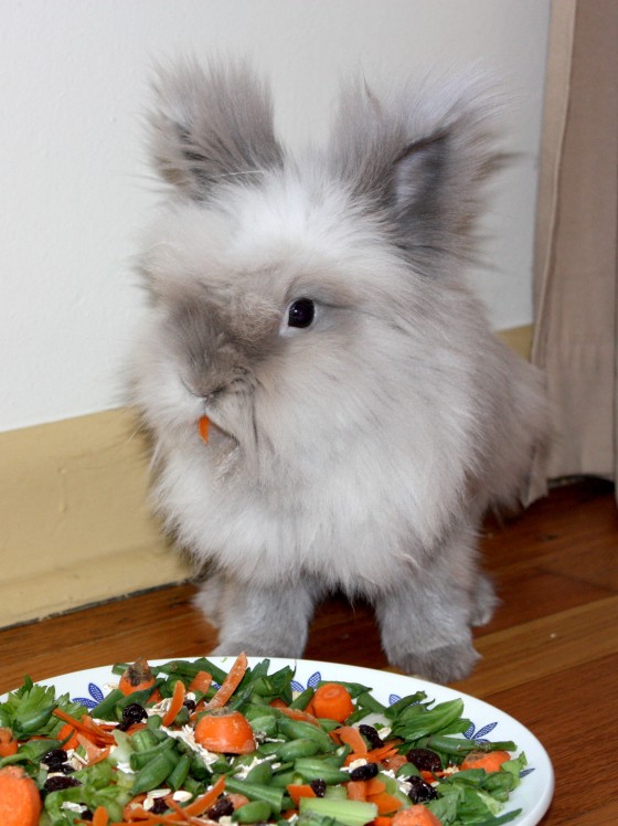 Fluffy grey rabbit with carrot beside a plate of salad