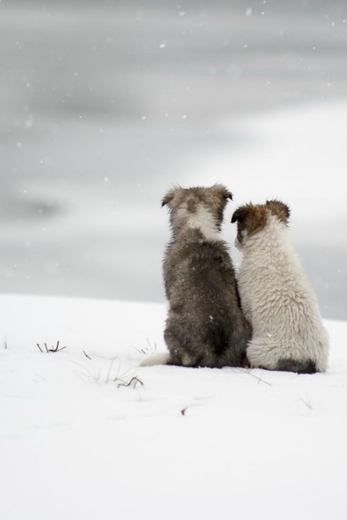 animals winter15