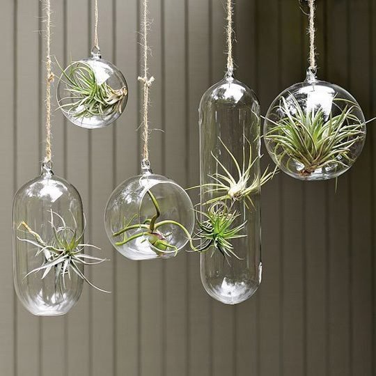 Bottle garden cluster