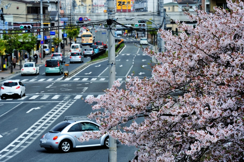 Sakura canopy detail