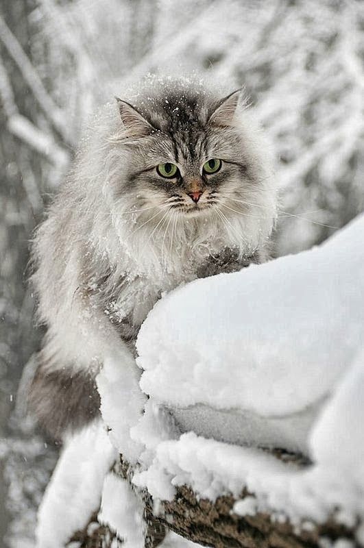 animals winter29