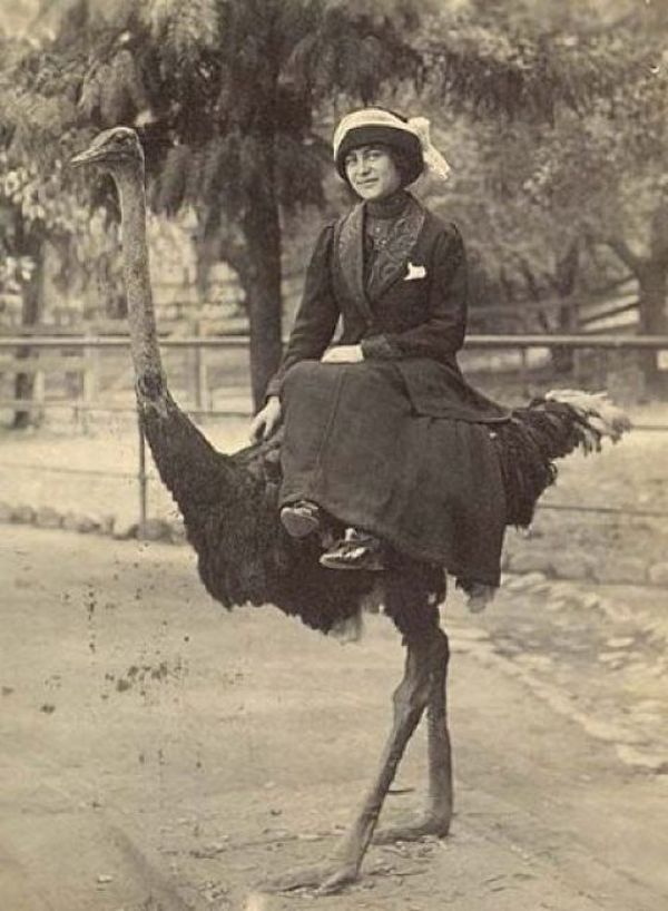 Classic vintage animal photography print