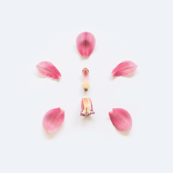Orchid from Exploded Flowers by Fong Qi Wei