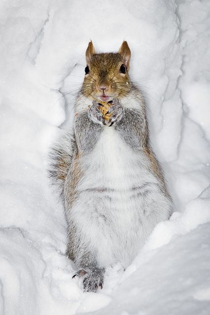 animals winter13