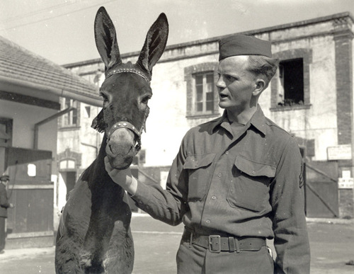 war-animals27