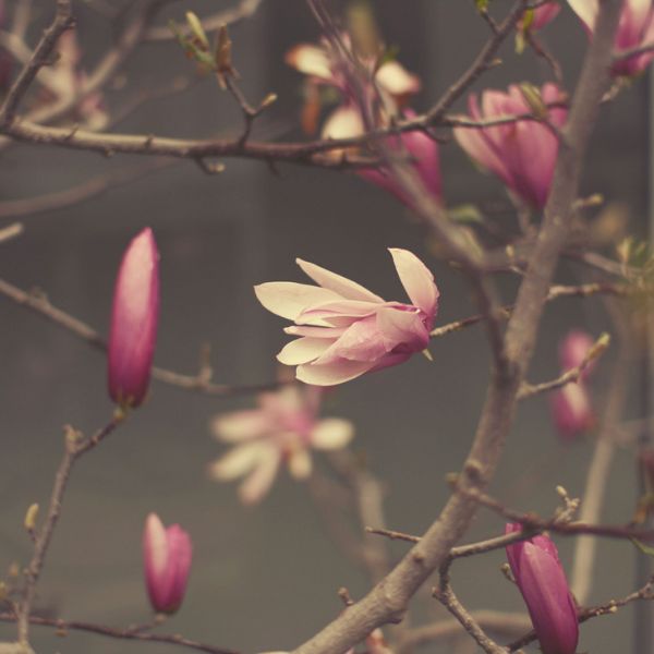 Soft flower study by Liz Rusby