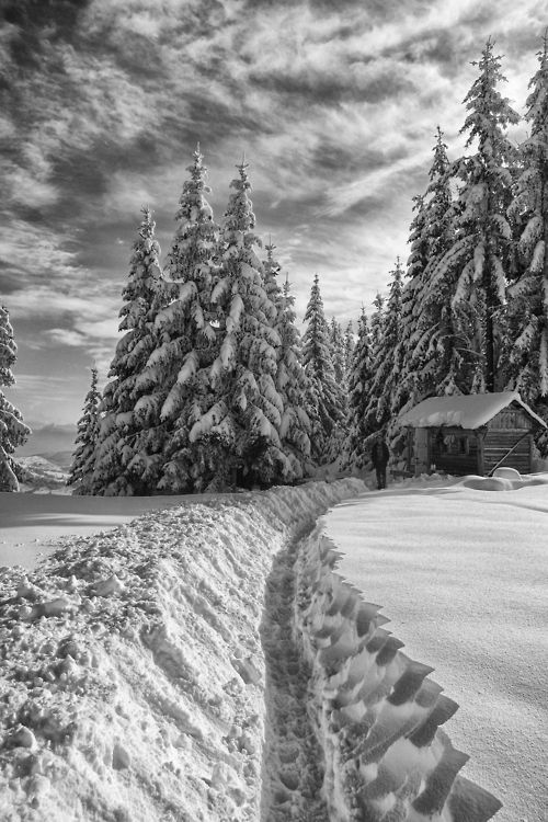 Festive Christmas scene
