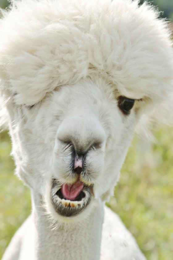 White alpaca with wool over its eyes, mouth open mid-bray