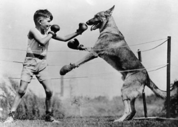 Historical photograph of animals in formal pose