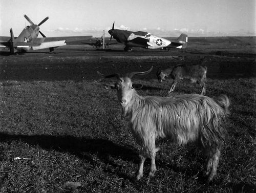 war-animals08