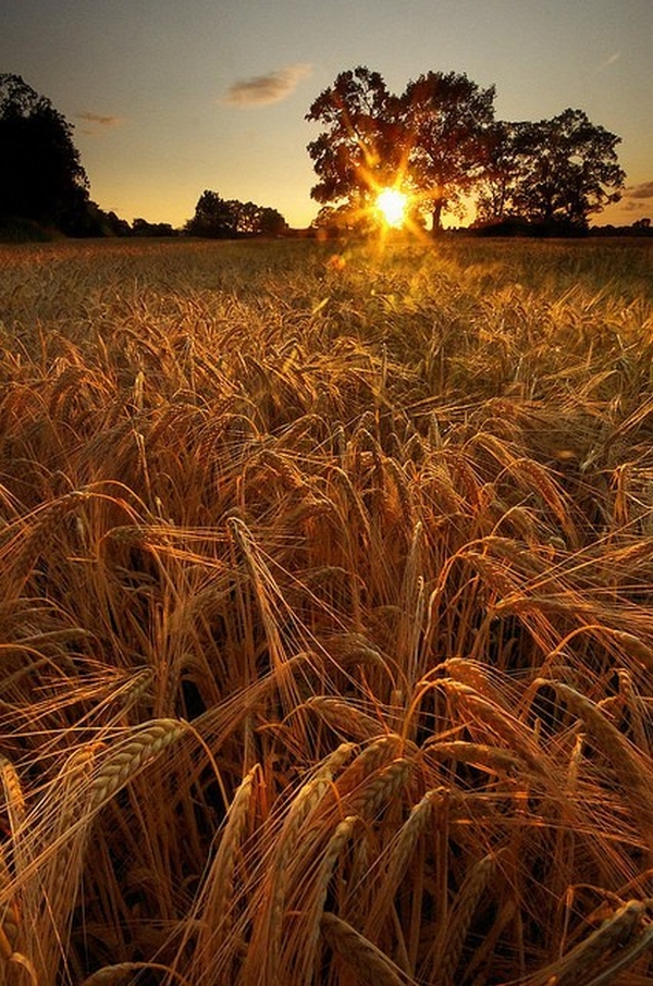 Bright morning sun rising into clear sky
