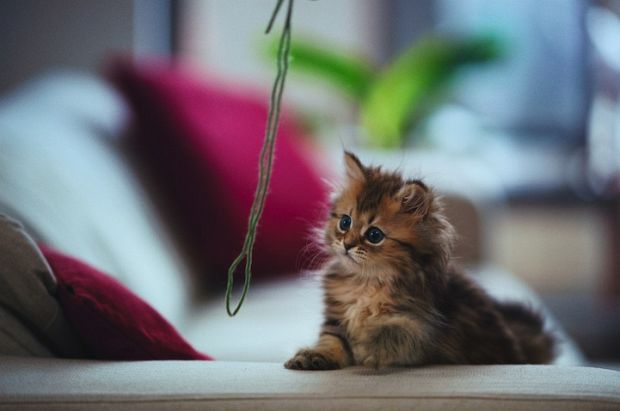 cutest-kitten04 Soft-focus moment with Daisy looking aside