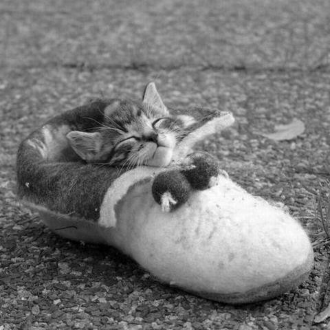 Tabby kitten sleeping in a felted slipper