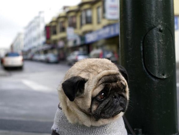 Pug in a knit sweater on a city street