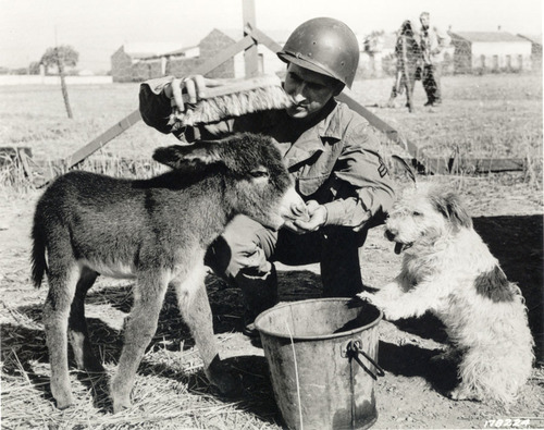 war-animals26