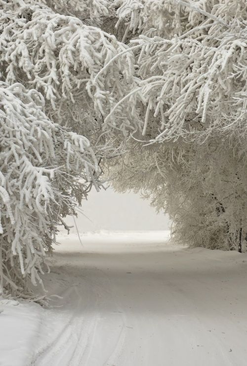 Winter trees and snow