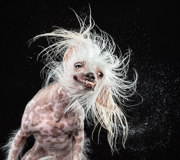 Shake series dog with water droplets