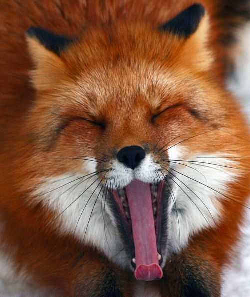 animals winter06