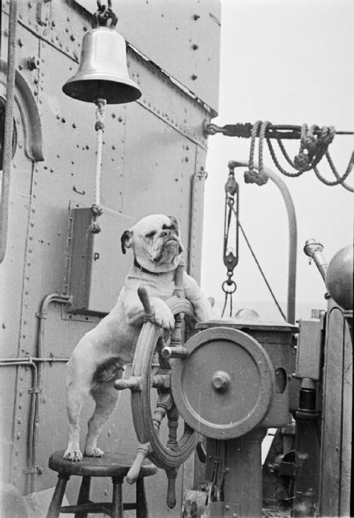war-animals20