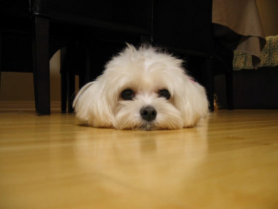Small white dog resting chin on a wooden floor under furniture