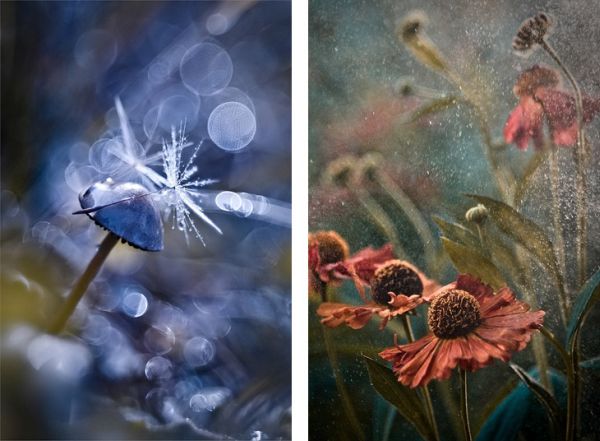 Nature macro photograph from Magdalena Wasiczek’s garden series