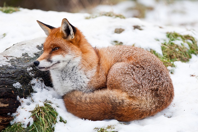 animals winter27