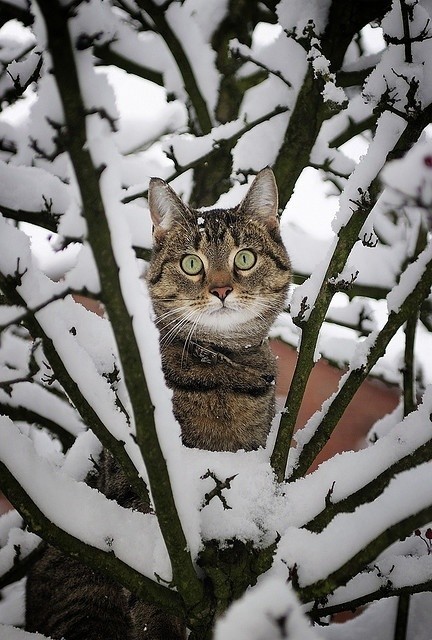 winter wonderland02