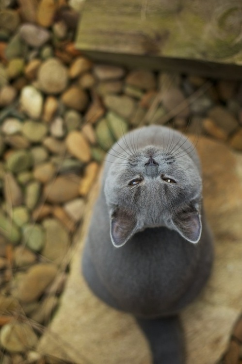 adorables24