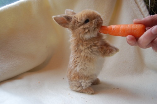 Adorable animal photo from Irresistable Adorables 3