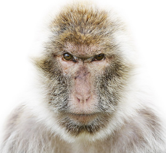 Macaque portrait by Morten Koldby