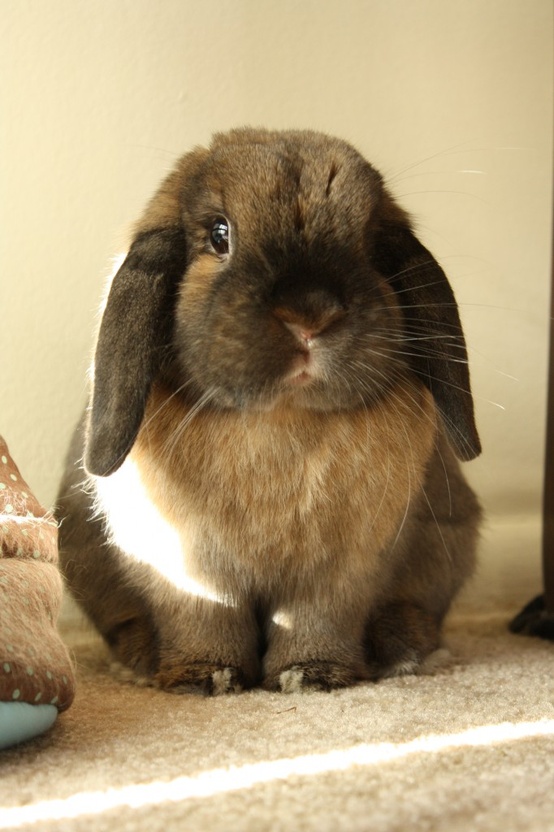 Chocolate and honey lop-eared rabbit sitting on a cream carpet
