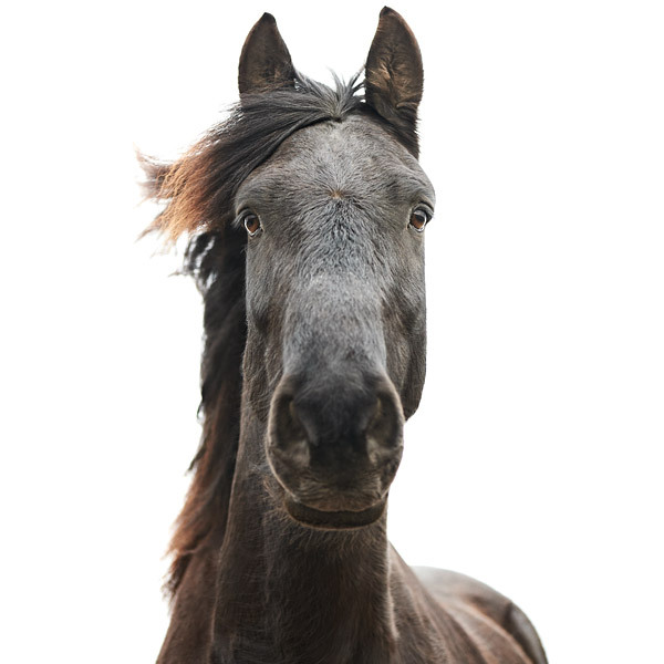 Horse portrait by Morten Koldby