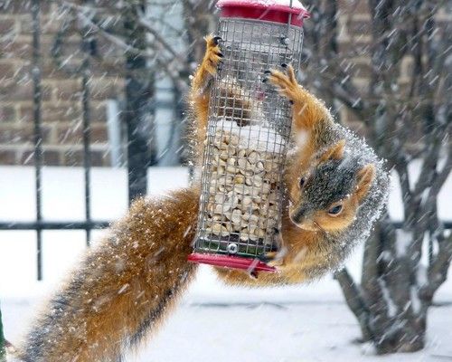 animals winter04