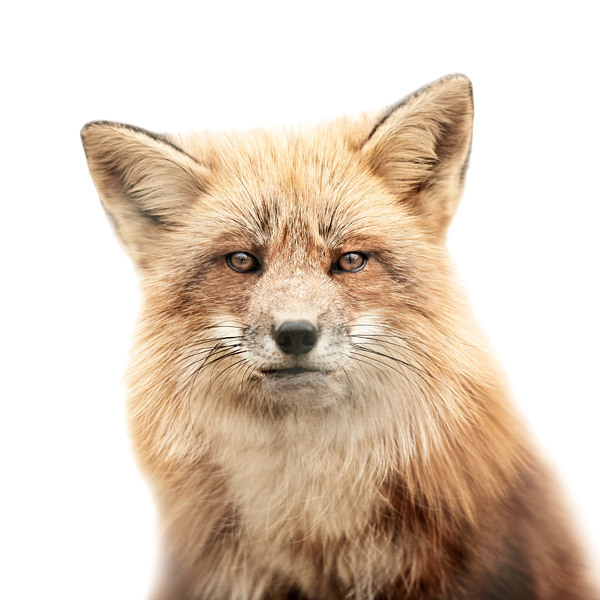 Red fox portrait by Morten Koldby