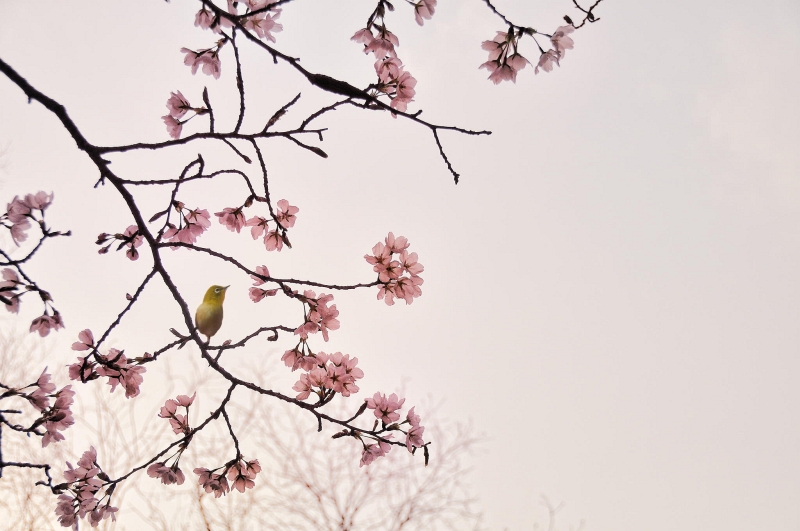 Cherry blossoms against spring sky