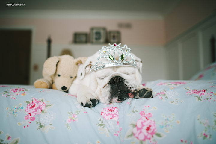 young-girl-bulldog17