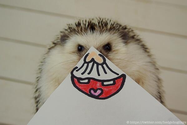 Marutaro the hedgehog photo