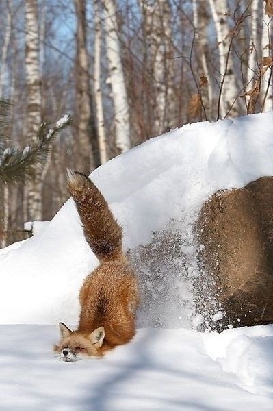 Red fox diving headfirst into snow with tail in the air