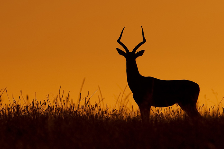 Wildlife photography silhouette by Mario Moreno