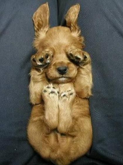 Golden puppy sleeping on its back with paws on its face