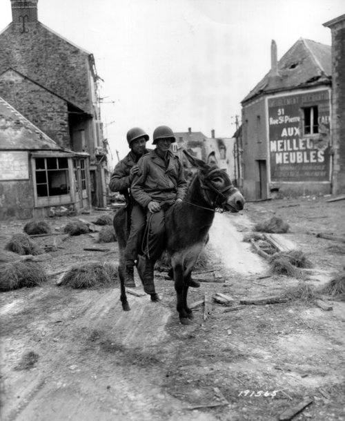 war-animals23